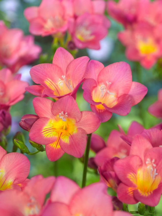 Freesien Freesia rosa einfach