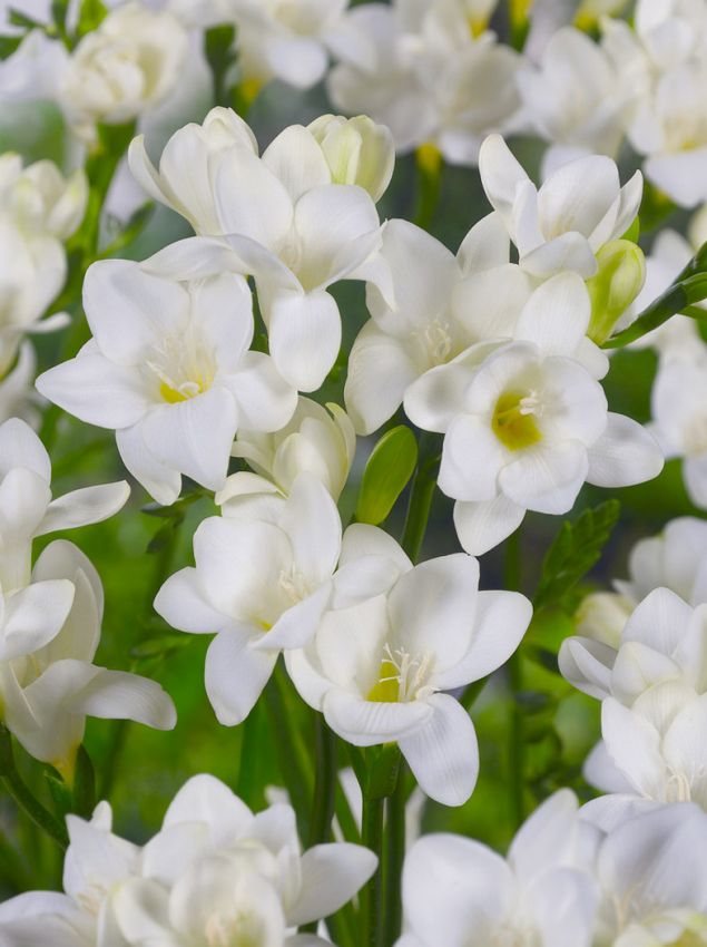Freesien Freesia white single