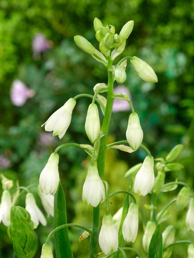 Galtonia Galtonia candicans