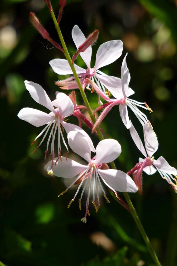 Gaura 'Weiss Lindheimeri'
