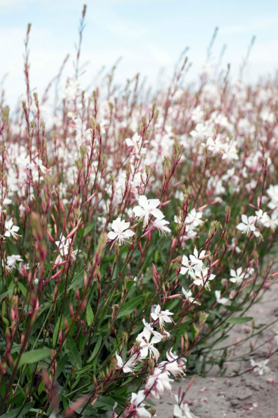 Gaura 'Weiss Lindheimeri'