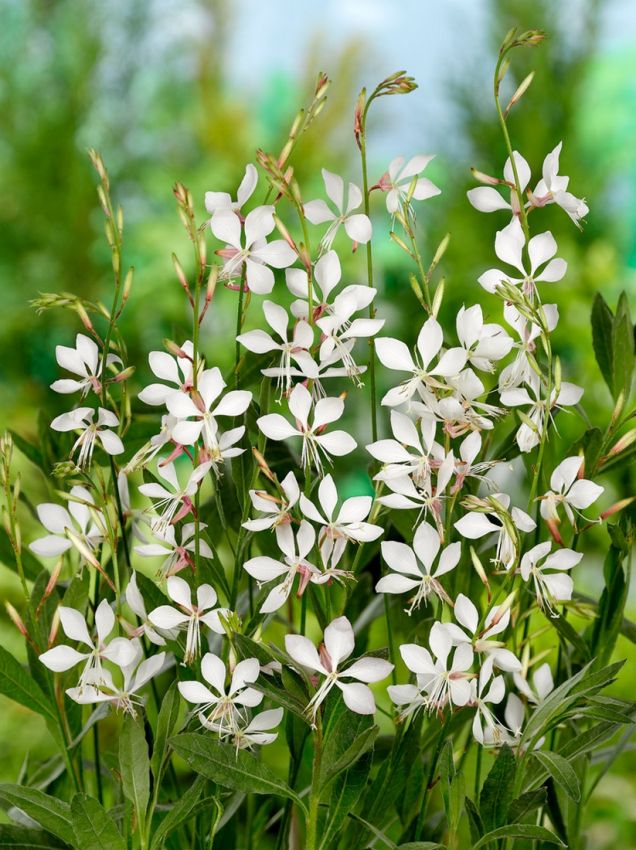 Gaura 'Weiss Lindheimeri'