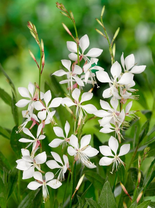 Gaura 'Weiss Lindheimeri'