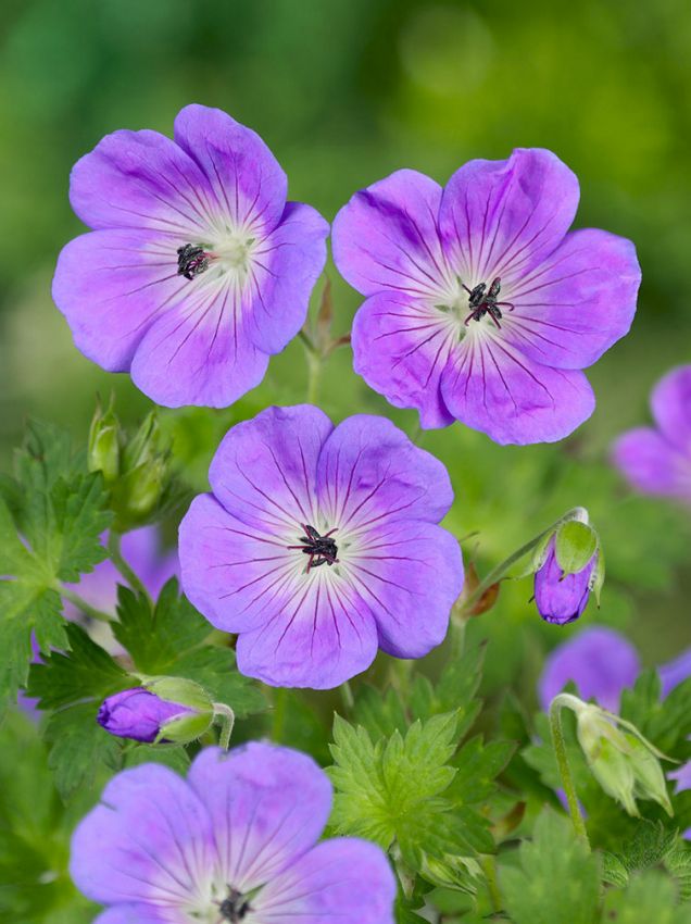 Storchschnabel Geranium rozanne