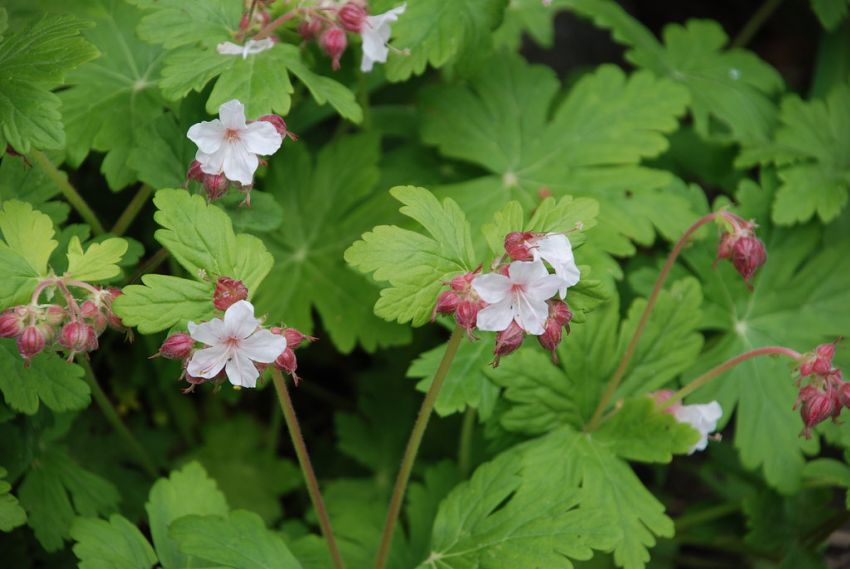Geranium macrorrhizum album - Storchschnabel