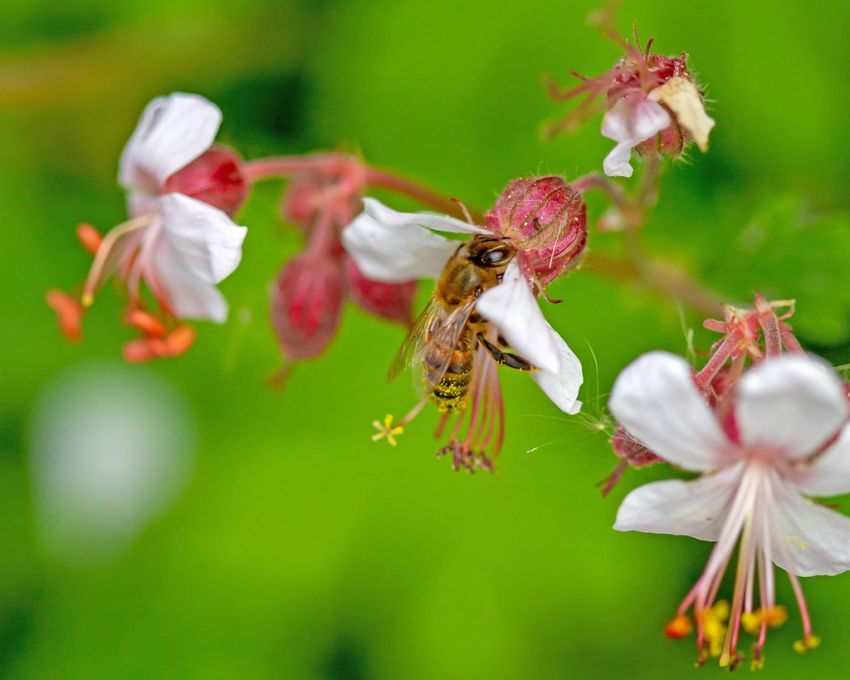 Geranium macrorrhizum album - Storchschnabel