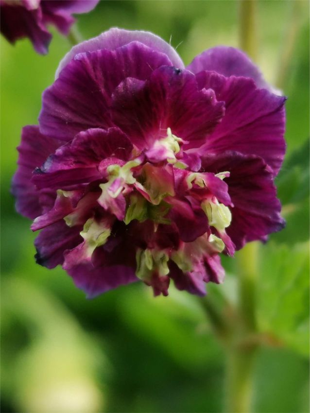 Geranium 'Joseph Green Phaeum' - Storchschnabel