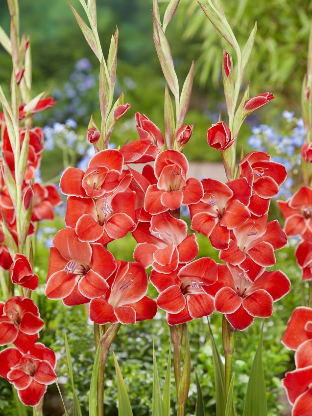 Gladiolus 'Atom Primulinus' - Gladiole - LumiBlumi