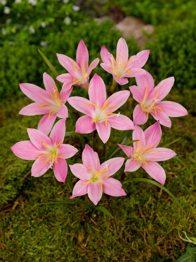 Regenlilien Habranthus robustus