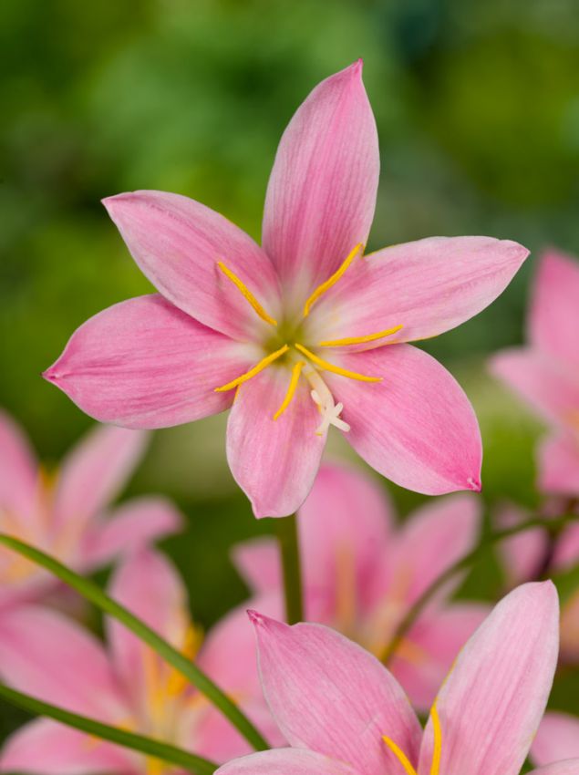 Habranthus 'Robustus' - Regenlilie