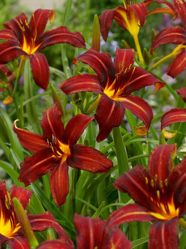 Taglilien Hemerocallis autumn red