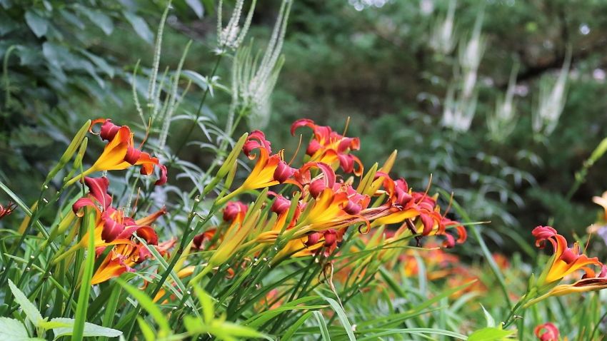Hemerocallis 'Autumn Red' - Taglilie