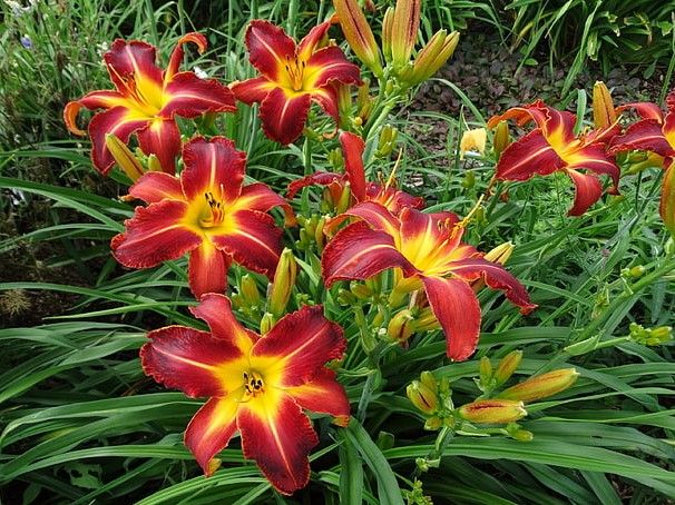 Hemerocallis 'Autumn Red' - Taglilie