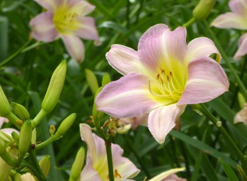 Hemerocallis 'Catherine Woodbury' - Taglilie
