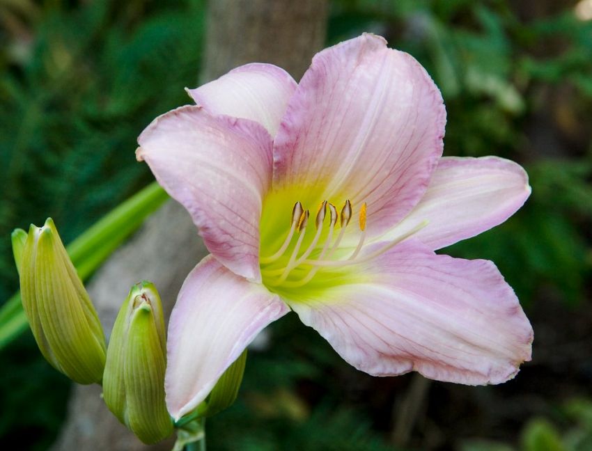 Hemerocallis 'Catherine Woodbury' - Taglilie