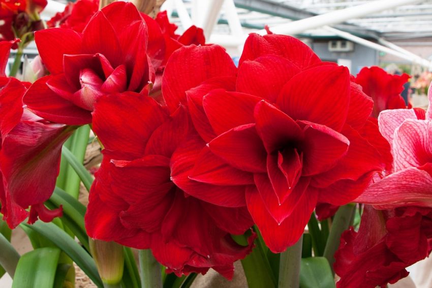 Hippeastrum 'Amarantia' - Rittersterne