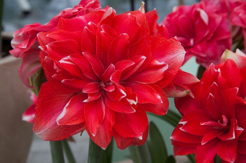 Ritterstern (Amaryllis) 'Double Dream' - 1 Stück