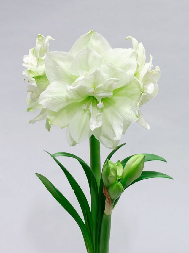 Hippeastrum Marilyn
