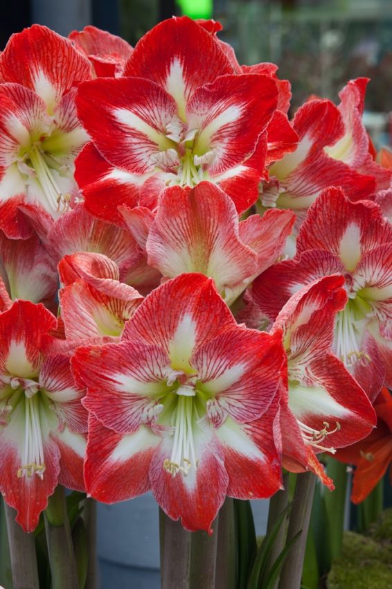 Hippeastrum 'Minerva Gestreift' - Rittersterne