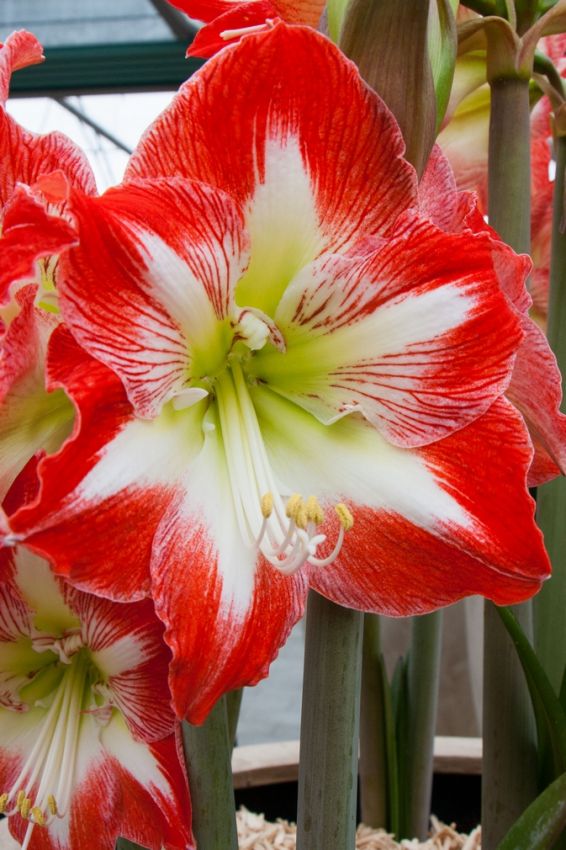 Hippeastrum 'Minerva Gestreift' - Rittersterne