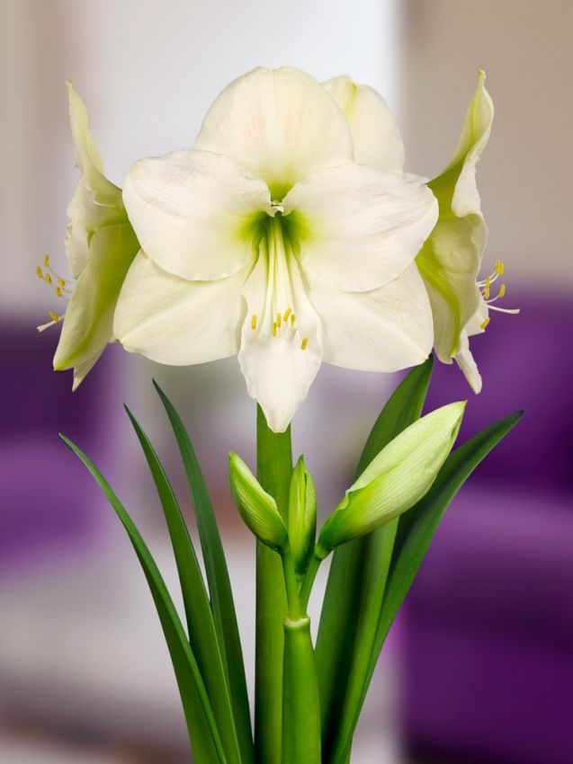 Hippeastrum Mont blanc