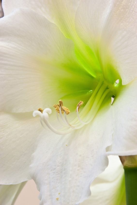 Hippeastrum 'Mont Blanc' - Rittersterne