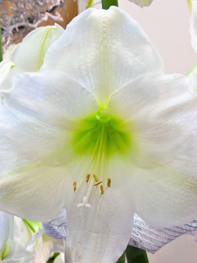 Hippeastrum 'Mont Blanc' - Rittersterne