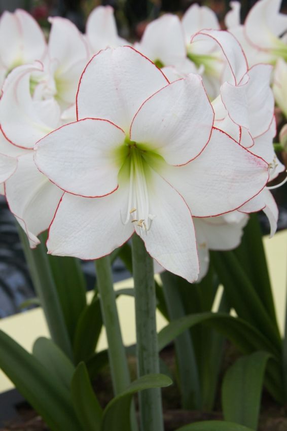 Hippeastrum 'Picotee' - Rittersterne