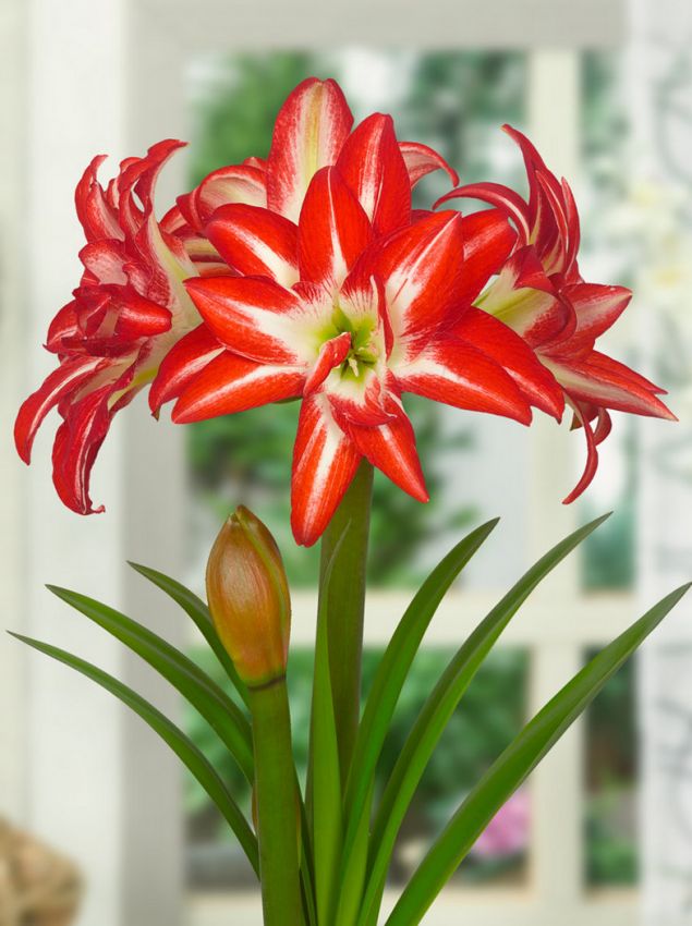 Hippeastrum Splash