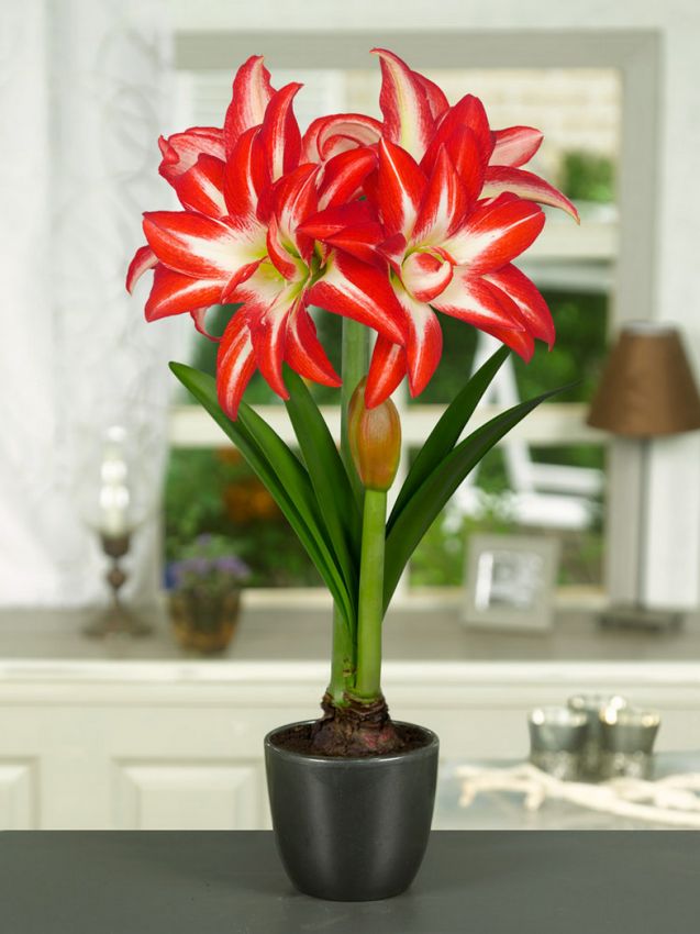 Hippeastrum 'Splash' - Rittersterne