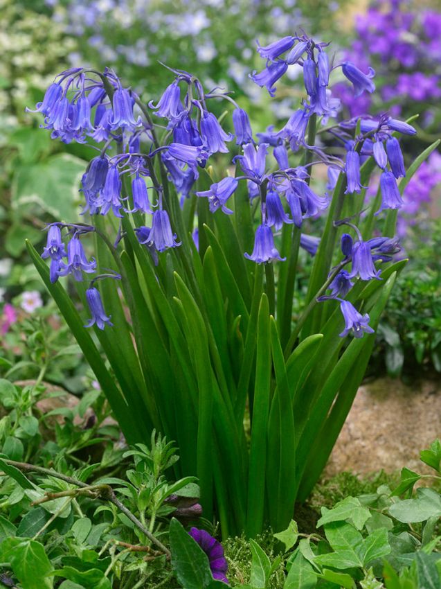 Hasenglöckchen Hyacinthoides non-scripta - dutch grown