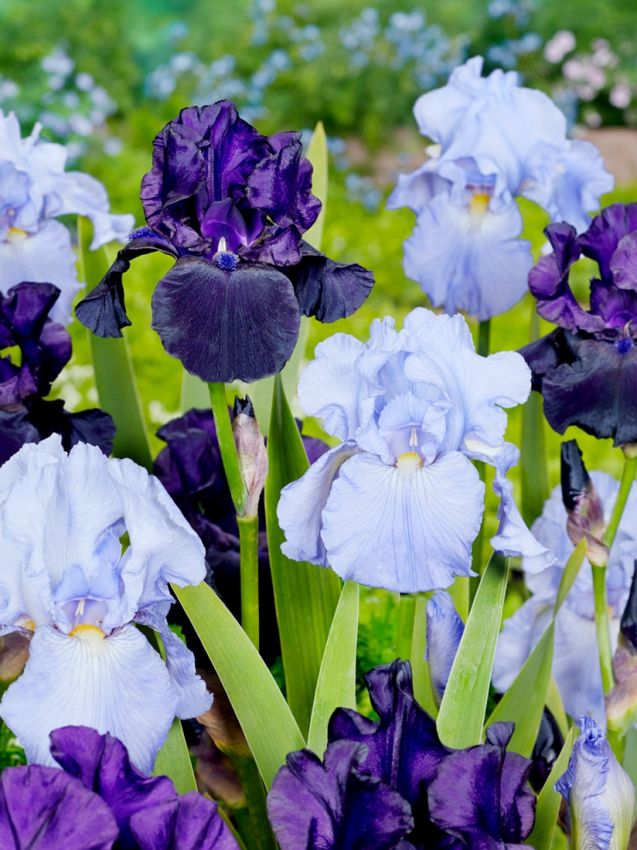 Iris 'Black Dragon Germanica' - 4 Stück