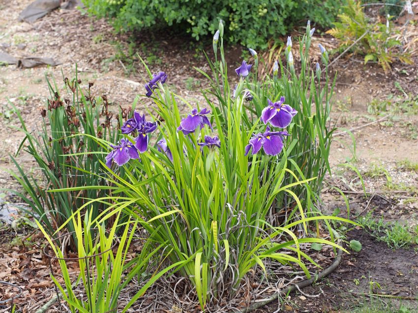 Iris 'Crystal Halo Ensata' - 4 Stück