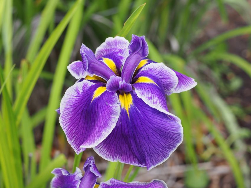 Iris 'Crystal Halo Ensata' - 4 Stück