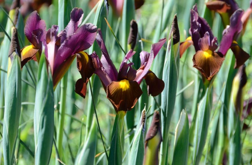 Iris 'Red Ember Hollandica' - 30 Stück