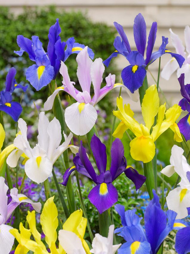 Iris Iris hollandica mischung