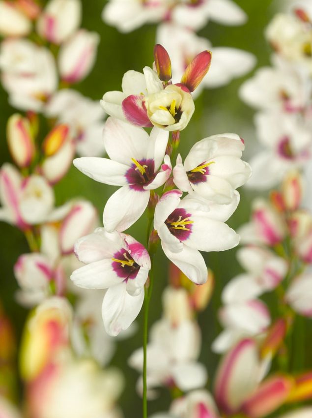 Klebschwertel Ixia spotlight