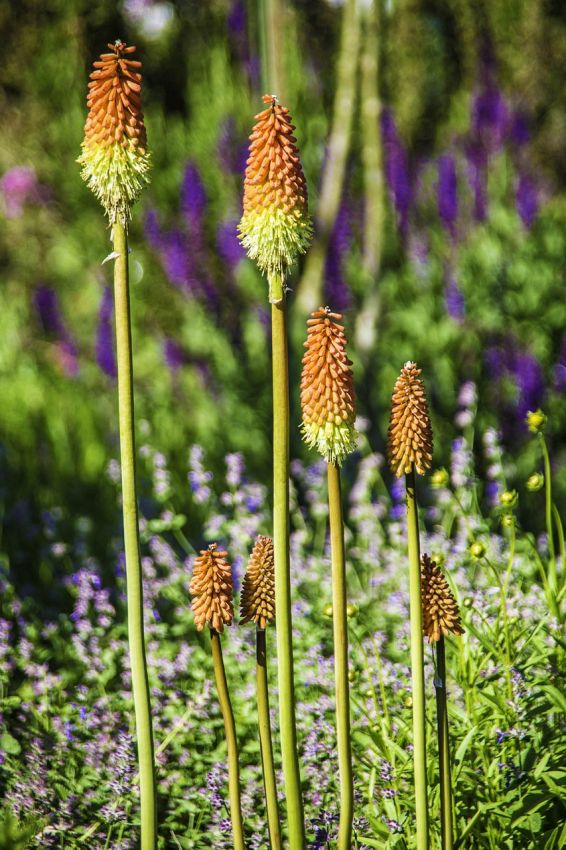 Kniphofia 'Alcazar' - Fackellilie
