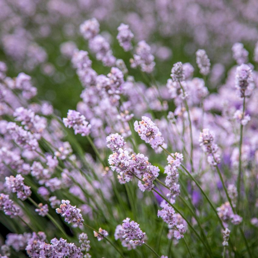 Lavandula angustifolia 'Rosea' - Lavendel