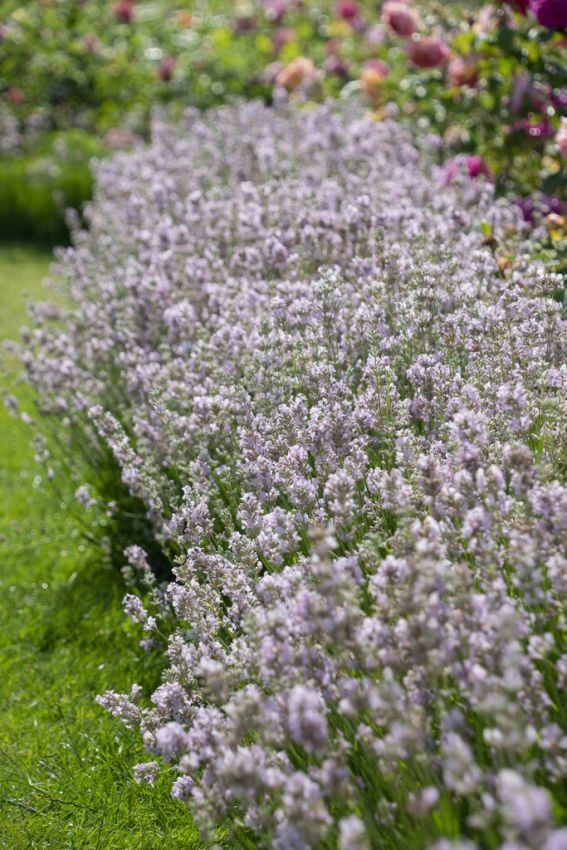 Lavandula angustifolia 'Rosea' - Lavendel