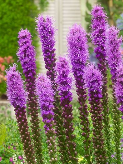 Stauden Liatris spicata