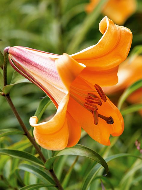 Lilien African queen