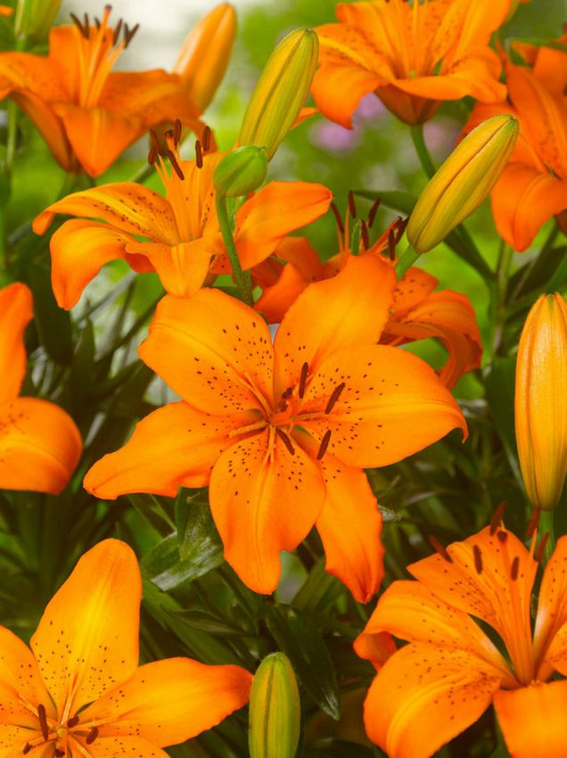 Lilien Asiatisch orange