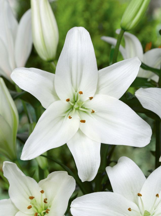 Lilien Asiatisch weiss