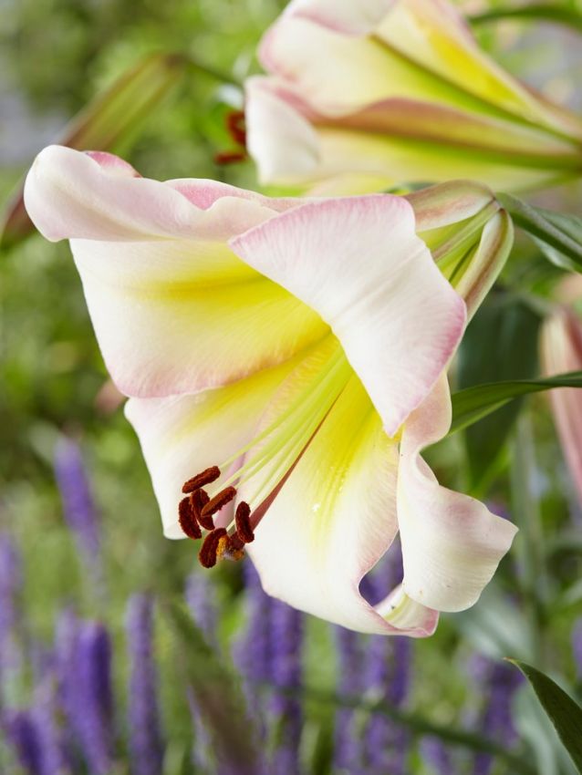 Lilien Beijing moon