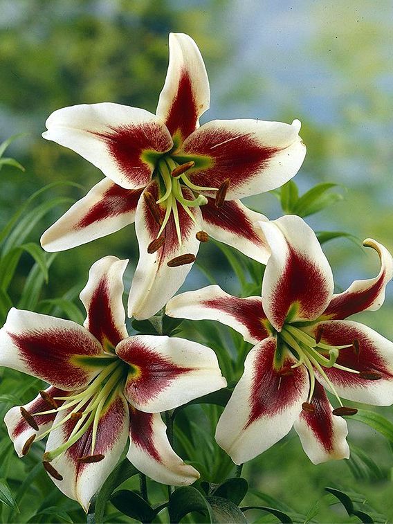 Lilien Beverley dreams