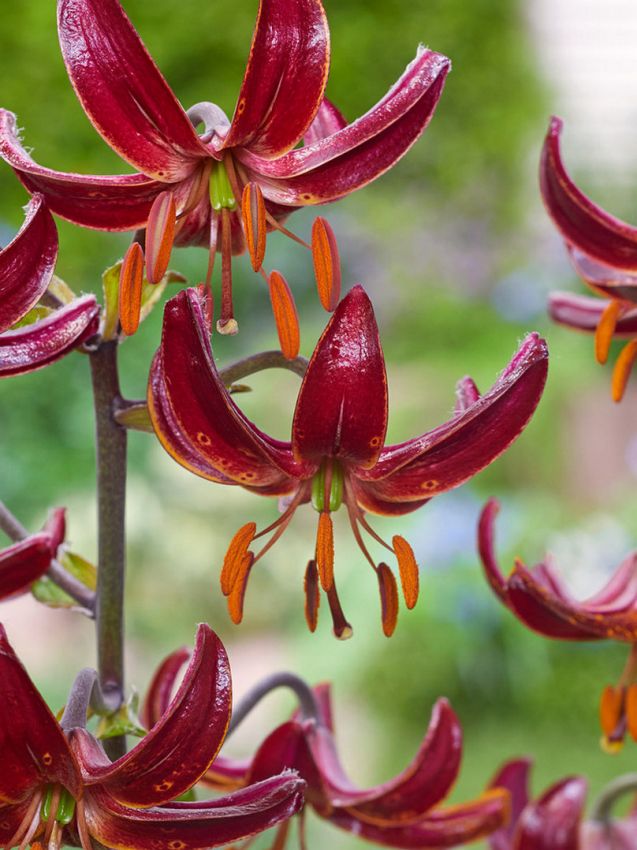 Lilien Claude shride martagon