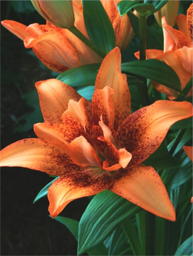 Lilien Double love