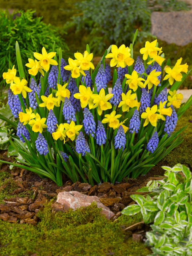Narcissus 'Tete A Tete' - Narzisse
