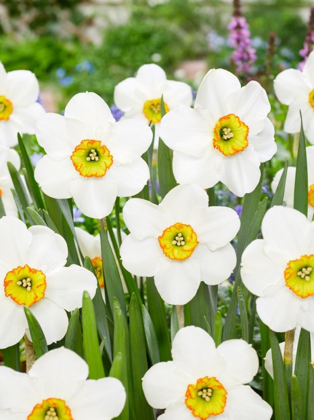 Narcissus 'Goose Green' - Narzisse